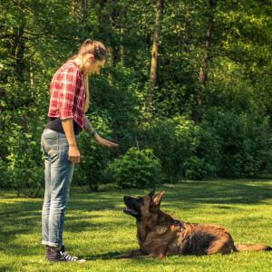 Curso de Adiestramiento Canino