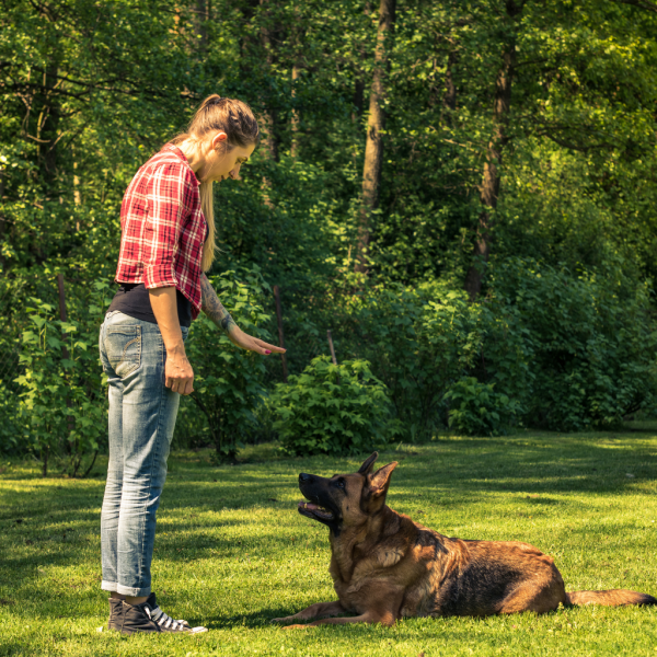 Curso de Adiestramiento Canino