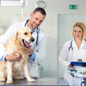 Curso de Ayudante Técnico Veterinario (ATV)